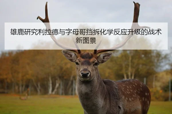 雄鹿研究利拉德与字母哥挡拆化学反应升级的战术新图景